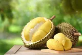Sầu riêng mở hướng làm giàu cho xã miền núi phía tây Đà Nẵng