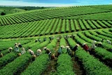 Chè Việt xuất sang Mỹ tăng giá