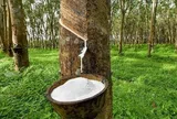 Giá cao su lên mức cao nhất 13 năm