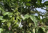 Robusta Việt Nam: Vị thế lớn trên thị trường thế giới, vì sao thương hiệu vẫn mờ nhạt?