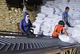 Chưa có thương hiệu quốc gia, dù có gạo ngon nhất thế giới, Việt Nam vẫn xuất khẩu gạo giá thấp