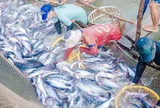 Thủy sản Việt Nam đang được các nhà mua hàng Châu Âu tìm kiếm trở lại