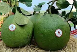 Xuất khẩu lô bưởi da xanh Việt Nam đầu tiên chính ngạch sang Úc