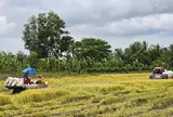 'Giải cứu' lúa: Gọi 20 doanh nghiệp may ra có 10 nơi nghe máy