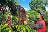Tìm lời giải bán cà phê Robusta Việt giá cao