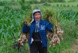 Từ lợi thế sâm Ngọc Linh, quế Trà Bồng, tỏi Lý Sơn… Quảng Ngãi muốn thành trung tâm dược liệu