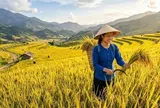 Gạo Việt đối mặt sức ép từ chính sách nhập khẩu của Philippines