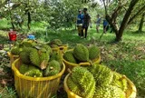 Trung Quốc vừa cấp thêm 567 mã vùng trồng, sầu riêng Việt Nam lập tức đặt mục tiêu 4 tỷ USD