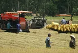 Giá lúa giảm, nông dân miền Tây khó có lãi