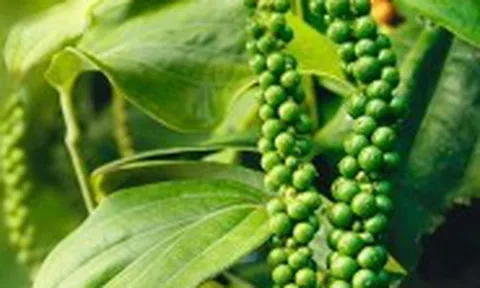 Xuất khẩu hồ tiêu vượt 1,3 tỷ USD, Mỹ và Trung Quốc đẩy mạnh gom hàng