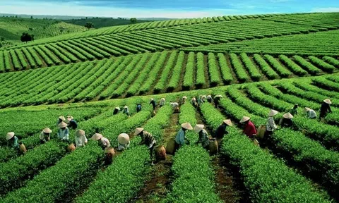 Chè Việt xuất sang Mỹ tăng giá