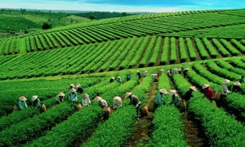 Chè Việt giành lại thị phần tại Đài Loan (Trung Quốc)