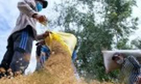 Giá gạo xuất khẩu tăng tuần thứ ba liên tiếp
