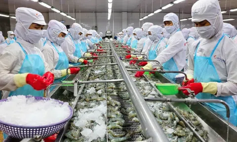 Vợ chồng 'vua tôm' Minh Phú nhận cổ tức hơn 101 tỉ đồng