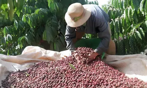 Giá cà phê lên đỉnh, nông hộ tiếp tục “găm” hàng chờ giá lên