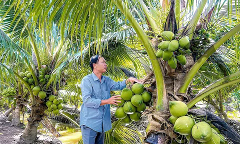 Khai thác lợi thế để xuất khẩu nông sản hữu cơ sang thị trường Trung Quốc