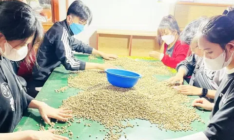 Dự báo giá cà phê ngày 3/4/2025, tiếp đà tăng