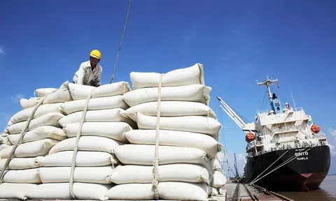 Giá gạo xuất khẩu tăng, doanh nghiệp chưa vội chốt đơn hàng