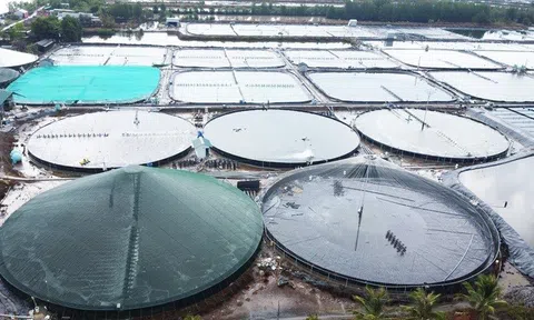 Cà Mau không để đứt gãy chuỗi sản xuất tôm khi Mỹ áp thuế đối ứng 46%