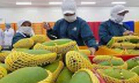 Đơn hàng của doanh nghiệp rau quả được nối lại sau lệnh hoãn áp thuế 90 ngày của Mỹ