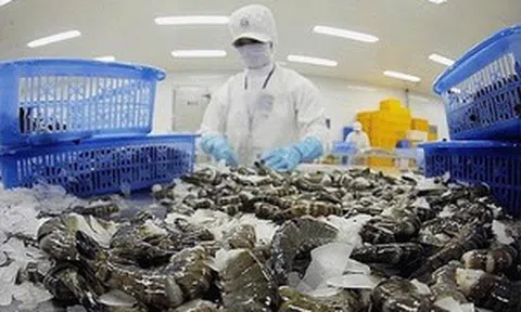 Thị phần xuất khẩu sang Mỹ gần như bằng 0, 'ông lớn' ngành tôm báo doanh thu bùng nổ gấp 2 lần