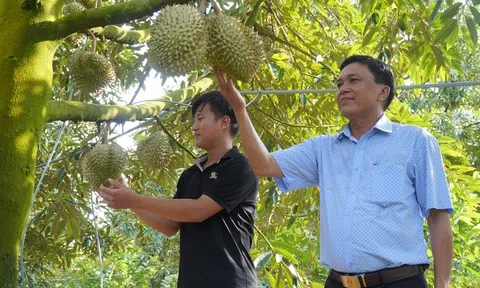 Sầu riêng rớt giá, thương lái vừa gom hàng vừa lo