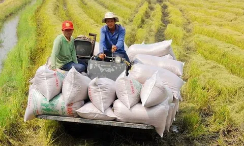 Quốc gia mua gạo nhiều nhất của Việt Nam bất ngờ muốn 'tự cung, tự cấp'