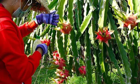 Thanh long sạch Hòa Lệ giúp nông dân Hàm Thuận Bắc ngày một khấm khá