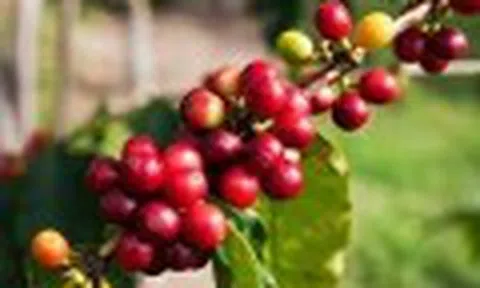Mỹ xem xét miễn thuế cà phê, ngành cà phê toàn cầu kỳ vọng tín hiệu tích cực