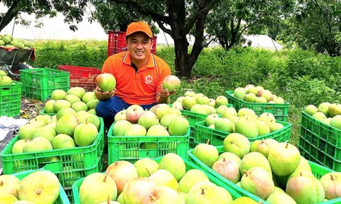 Sáp nhập Khánh Hòa - Ninh Thuận: Rong nho, xoài, bưởi, chôm chôm, sản phẩm nông nghiệp 'bát ngát'
