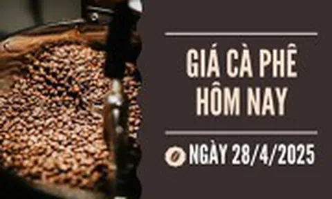 Giá cà phê 28/4: Nông dân vẫn còn giữ khoảng 40% sản lượng thu hoạch vụ 2024-2025
