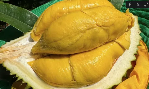 Sầu riêng Việt nguy cơ thất thế ở thị trường Trung Quốc