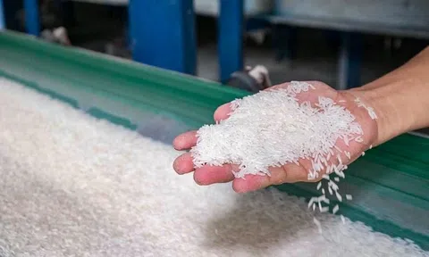 Thái Lan rơi khỏi vị trí số 2, Việt Nam bứt phá trên bản đồ gạo toàn cầu