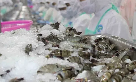 Tôm Việt 'bơi ngược dòng' thuế quan, cán mốc hơn 1 tỷ USD sau 4 tháng