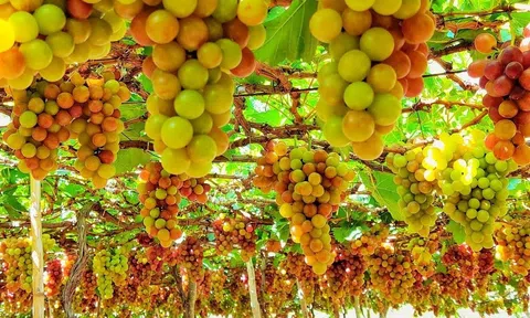 Siêu thực phẩm trồng rất nhiều ở Ninh Thuận, khiến bác sĩ tim mạch và da liễu gật gù khen ngợi
