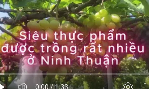 Siêu thực phẩm được trồng rất nhiều ở Ninh Thuận