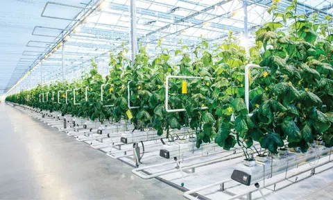 Cần chính sách tối ưu hơn để nông nghiệp đô thị tạo thêm mảng xanh cho thành phố