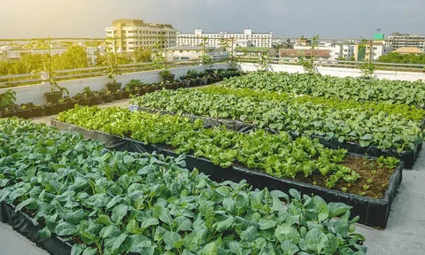 Phát triển nông nghiệp đô thị: Mô hình quốc tế nào cho thực tiễn Việt Nam?