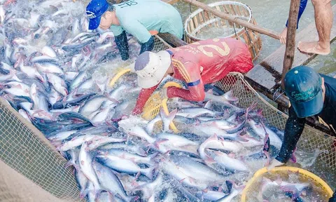 Thủy sản Việt Nam đang được các nhà mua hàng Châu Âu tìm kiếm trở lại