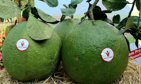 Xuất khẩu lô bưởi da xanh Việt Nam đầu tiên chính ngạch sang Úc