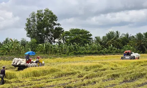 'Giải cứu' lúa: Gọi 20 doanh nghiệp may ra có 10 nơi nghe máy
