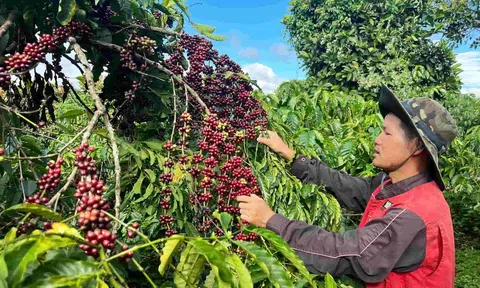 Tìm lời giải bán cà phê Robusta Việt giá cao