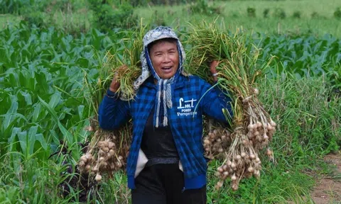 Từ lợi thế sâm Ngọc Linh, quế Trà Bồng, tỏi Lý Sơn… Quảng Ngãi muốn thành trung tâm dược liệu