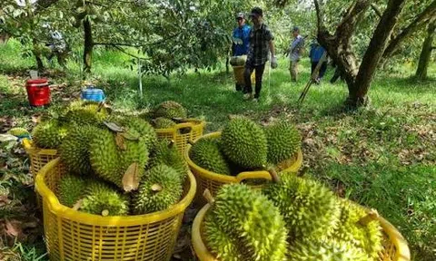 Trung Quốc vừa cấp thêm 567 mã vùng trồng, sầu riêng Việt Nam lập tức đặt mục tiêu 4 tỷ USD