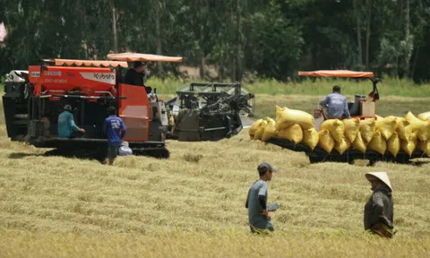 Giá lúa giảm, nông dân miền Tây khó có lãi