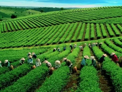 Chè Việt giành lại thị phần tại Đài Loan (Trung Quốc)