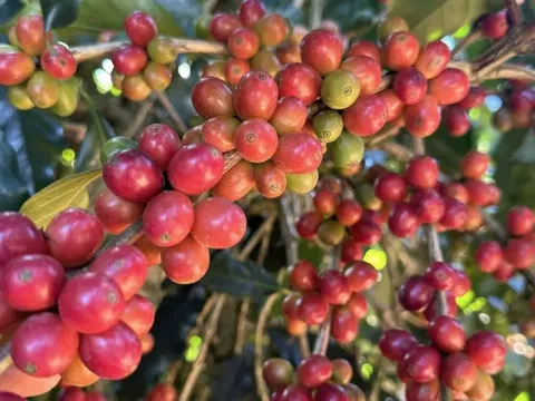 Cẩn trọng với 'cạm bẫy' khi xuất khẩu sang Algeria