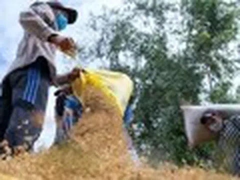 Giá gạo xuất khẩu tăng tuần thứ ba liên tiếp