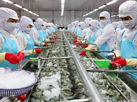 Vợ chồng 'vua tôm' Minh Phú nhận cổ tức hơn 101 tỉ đồng