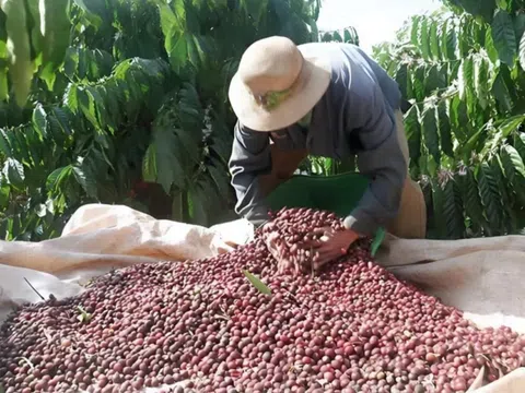 Giá cà phê lên đỉnh, nông hộ tiếp tục “găm” hàng chờ giá lên